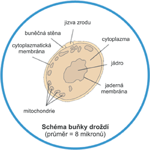 schéma buňky v droždí